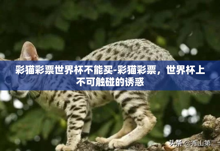 彩猫彩票世界杯不能买-彩猫彩票,世界杯上不可触碰的诱惑 彩猫彩票世界杯不能买-彩猫彩票,世界杯上不可触碰的诱惑